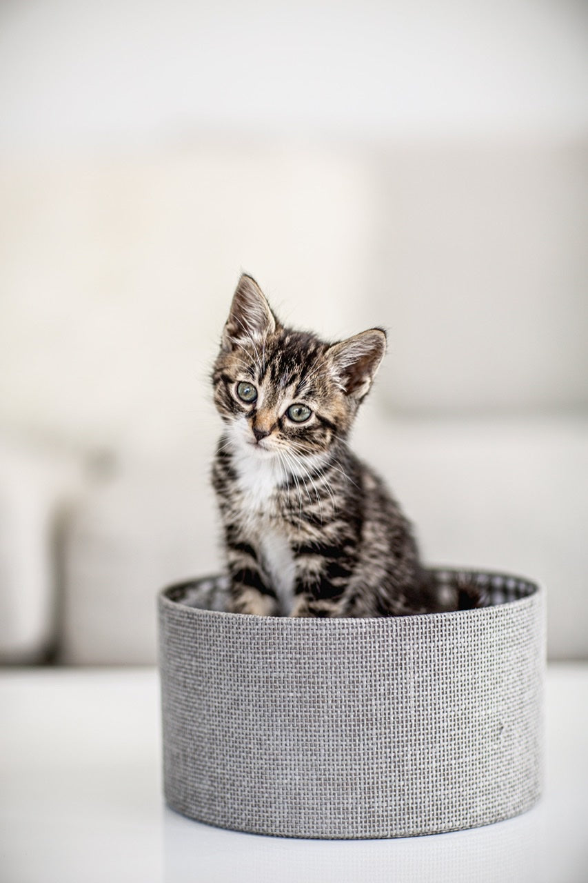 Fine Art Photography Cat Basket