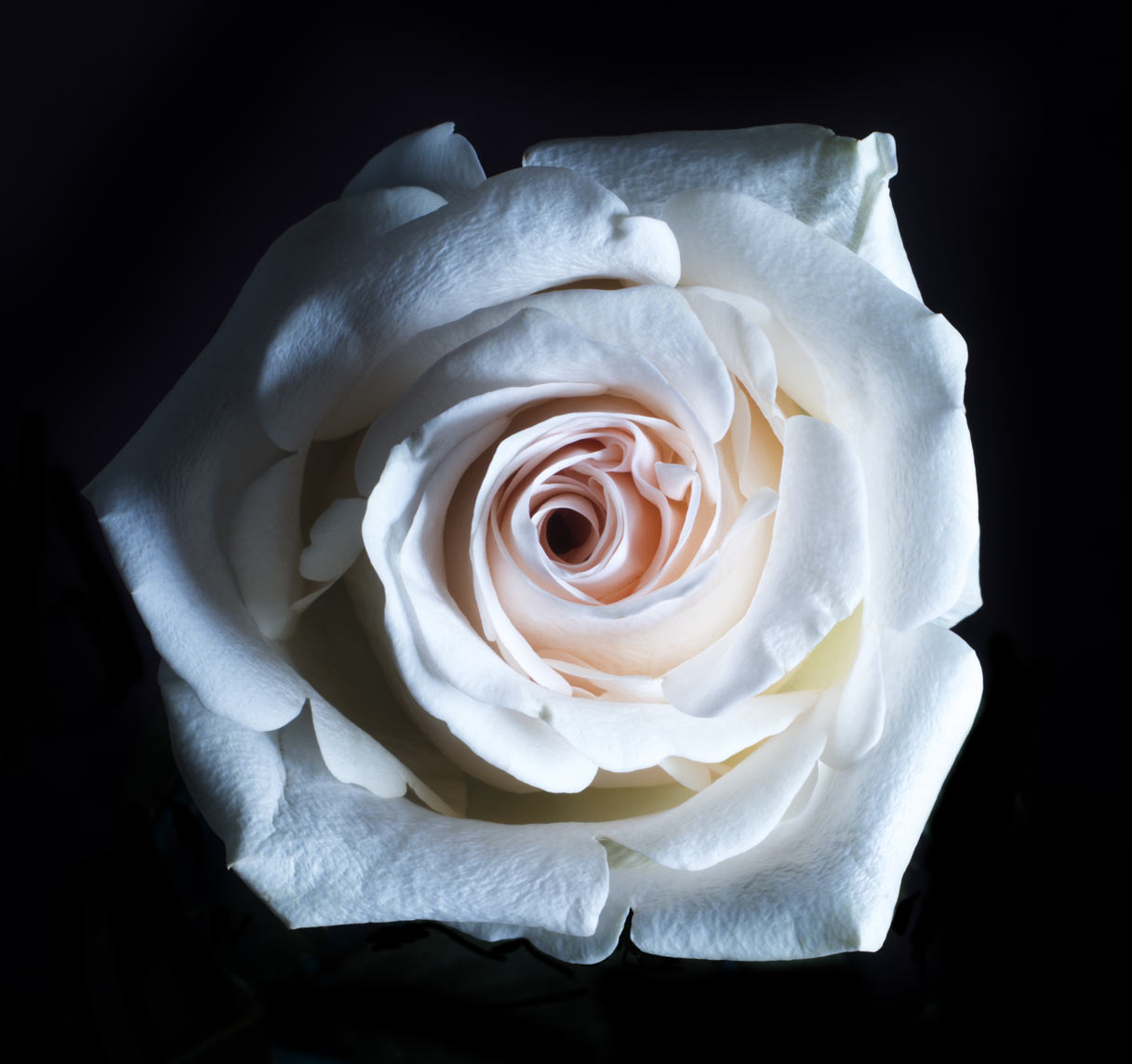 Fine Art Photography White Rose of the Deep